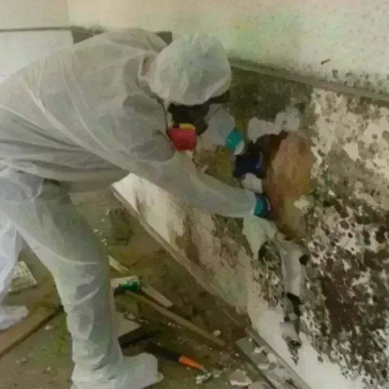 Mold Remediation and Removal in Mustang, OK